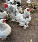 Jonge Brahma Kriel haan Wit-Columbia-Blauw, Dieren en Toebehoren, Pluimvee, Mannelijk, Kip
