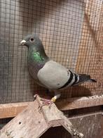 Pigeon voyageur, Animaux & Accessoires, Oiseaux | Pigeons, Pigeon voyageur