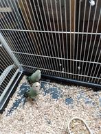 Broedkoppel agapornis roseicollis, Dieren en Toebehoren, Vogels | Parkieten en Papegaaien, Dwergpapegaai of Agapornis