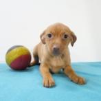 Pincher pups te koop (belgisch), CDV (hondenziekte), Meerdere, 8 tot 15 weken, Meerdere dieren