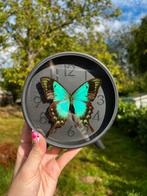 Opgezette vlinder in klok, Verzamelen, Ophalen of Verzenden, Nieuw, Insect, Opgezet dier