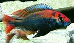 Haplochromis Sp. Ruby Green lake Nawampassa, Vis, Zoetwatervis