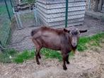 Melkgeit dekbok te huur, Dieren en Toebehoren, Schapen, Geiten en Varkens, Mannelijk, Geit, 0 tot 2 jaar
