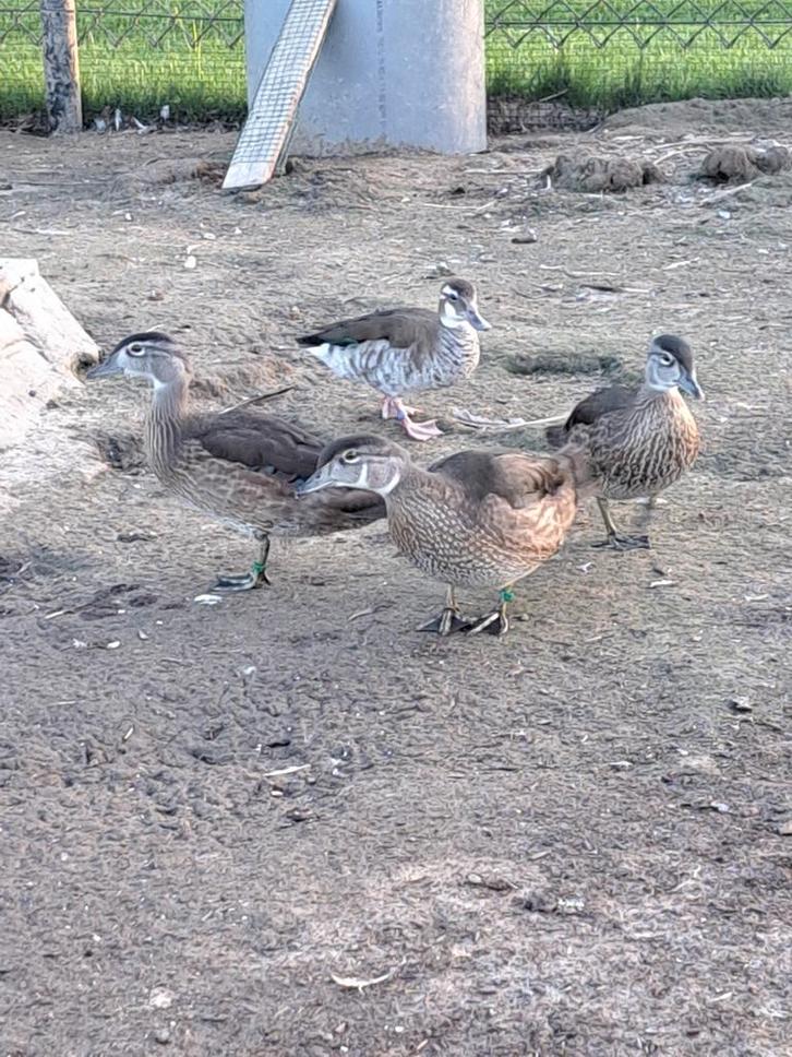 Siereenden, Dieren en Toebehoren, Pluimvee