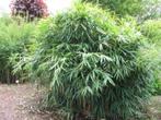 Bamboe  Pseudosasa japonica, Tuin en Terras, Planten | Tuinplanten, Siergrassen, Ophalen of Verzenden