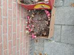 Bloem bollen, Tuin en Terras, Ophalen of Verzenden