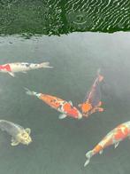 Koi's te koop, Dieren en Toebehoren, Karper of Koi