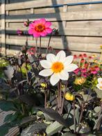 Promo: Dahlia’s in topvorm – 2 voor €14 – potmaat 21 cm, Ophalen