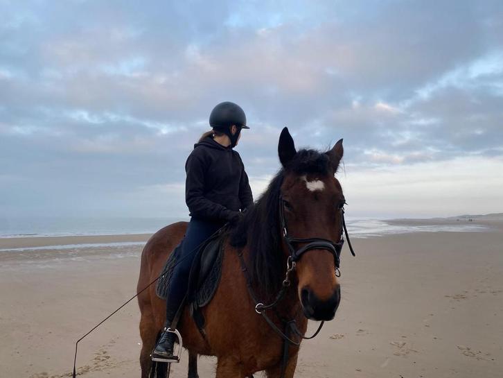 Bijrijd/verzorg paardje gezocht!, Dieren en Toebehoren, Paarden