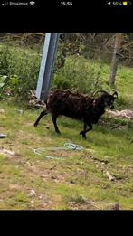 Drachtige Soay ooi te koop, Dieren en Toebehoren, Schapen, Geiten en Varkens, Schaap