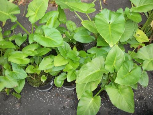 Aronskelk of Calla (deze met witte bloem), Tuin en Terras, Planten | Tuinplanten, Vaste plant, Overige soorten, Volle zon, Ophalen