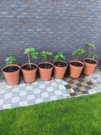 Vijgenbomen in 30L potten, Tuin en Terras, Ophalen, Zo goed als nieuw