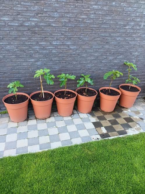 Vijgenbomen in 30L potten, Tuin en Terras, Bloembakken en Plantenbakken, Zo goed als nieuw, Ophalen