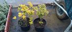 Euonymus, Kardinaalsmuts geelbont en witbont, Volle zon, Vaste plant, Bloeit niet, Ophalen