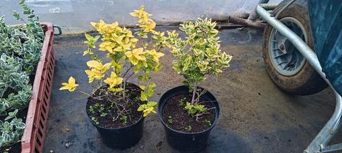 Euonymus, Kardinaalsmuts geelbont en witbont, Tuin en Terras, Planten | Tuinplanten, Vaste plant, Overige soorten, Volle zon, Bloeit niet