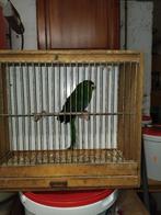 Kakari vert mâle, Mâle, Perruche, Bagué