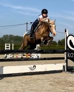 Welsh pony, Merrie, Zadelmak, Springpony