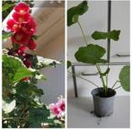 Plante de jardin vivaces, Jardin & Terrasse, Enlèvement