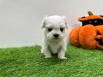 Nestje Mini Maltezer pups, Dieren en Toebehoren, België, Maltezer, Reu, CDV (hondenziekte)