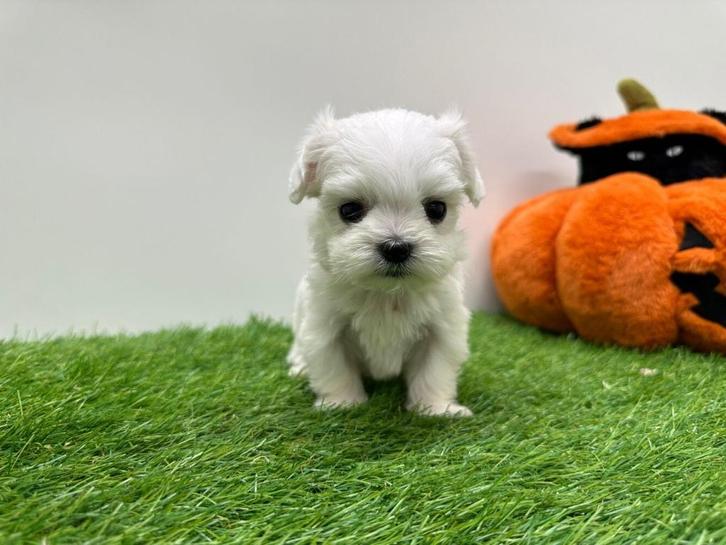Nestje Mini Maltezer pups, Dieren en Toebehoren, Honden | Chihuahua's en Gezelschapshonden, Reu, Maltezer, Fokker | Professioneel