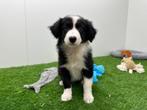 Border Collie pups, België, CDV (hondenziekte), 8 tot 15 weken, Collie