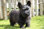 Prachtige Schotse terriër pup (scottish terriër), Dieren en Toebehoren, België, Overige rassen, CDV (hondenziekte), 8 tot 15 weken