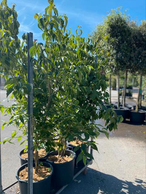 Cornus kousa 'China Girl', Meerstammige Boom, Tuin en Terras, Planten | Bomen, Ophalen