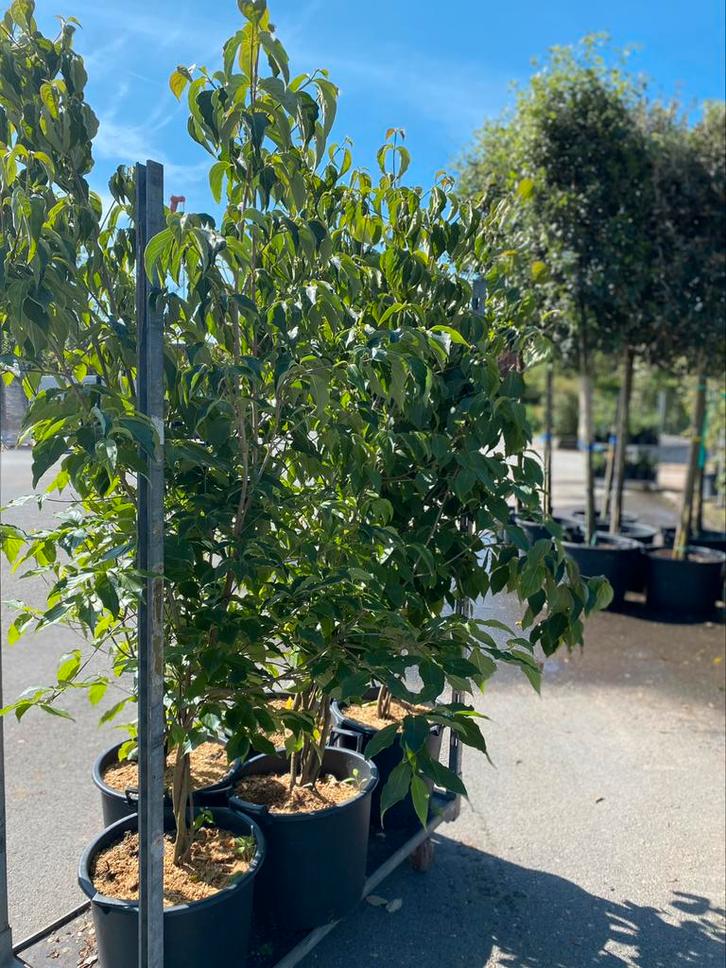 Cornus kousa 'China Girl', Meerstammige Boom, Tuin en Terras, Planten | Bomen, Ophalen