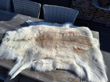 Groot rendierhuid decoratief beschikbaar voor biedingen