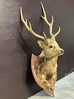 Oud opgezette hertenkop, Ophalen