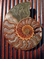 Ammonite demi-coupée - calmar fossile, Fossile, Enlèvement ou Envoi