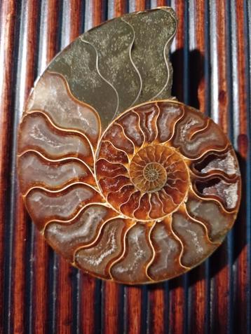 Ammonite demi-coupée - calmar fossile