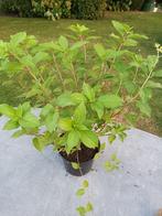 Hydrangea Phantom, Tuin en Terras, Ophalen, Halfschaduw