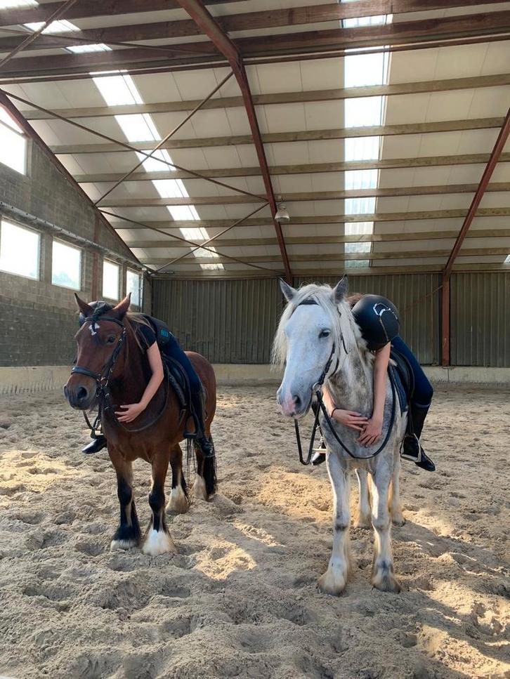 Verzorgpaarden gezocht! (Buurt van Vilvoorde), Dieren en Toebehoren, Paarden en Pony's | Verzorgingsproducten, Ophalen of Verzenden
