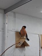 Noordse goudvink man, Dieren en Toebehoren