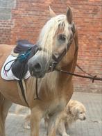 Super gave Haflinger merrie, Dieren en Toebehoren, Pony's, B, Gechipt, 3 tot 6 jaar, Merrie