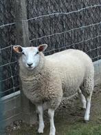 Schapen, Dieren en Toebehoren, Schapen, Geiten en Varkens