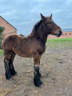 Hengstveulen trekpaard, Dieren en Toebehoren