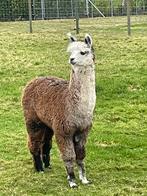 Alpaca merrie ( Rose Grey ), Dieren en Toebehoren, Overige Dieren