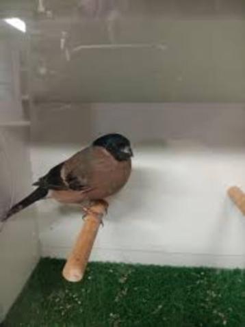 GEZOCHT: kleine goudvink pop beschikbaar voor biedingen