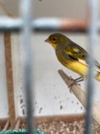 Kanarie, Dieren en Toebehoren, Vogels | Overige Vogels, Geringd