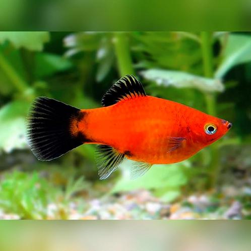 Platy red wagtail, Dieren en Toebehoren, Vissen | Aquariumvissen