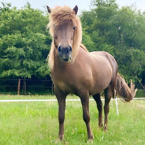 IJslander merrie, Dieren en Toebehoren, Paarden, Merrie, Zadelmak, Minder dan 160 cm, 11 jaar of ouder, Recreatiepaard, Met stamboom