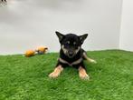 Shiba Inu pups, Dieren en Toebehoren, België, Overige rassen, 8 tot 15 weken, CDV (hondenziekte)