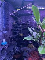 Terrarium en Paludarium 60x20x60 – Queenies Kwaliteit, Dieren en Toebehoren, Ophalen of Verzenden, Nieuw, Terrarium of Paludarium