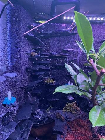 Terrarium en Paludarium 60x20x60 – Queenies Kwaliteit beschikbaar voor biedingen