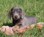 Teckel pups Blue-tan korthaar, België, CDV (hondenziekte), 8 tot 15 weken, Korthaar