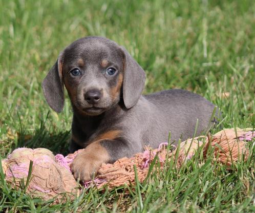 Teckel pups Blue-tan korthaar, Dieren en Toebehoren, Honden | Teckels en Dashonden, Meerdere dieren, Korthaar, Dwerg, Fokker | Professioneel