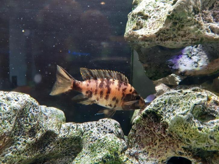 Aulonocara, Afrikaanse cichliden, Dieren en Toebehoren, Vissen | Aquariumvissen, Zoetwatervis, Vis