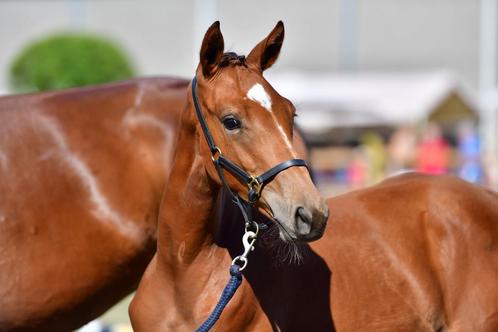 Merrieveulen van E-Pleaser van ‘t heike, Dieren en Toebehoren, Paarden, Merrie, Niet van toepassing, 0 tot 2 jaar, Springpaard